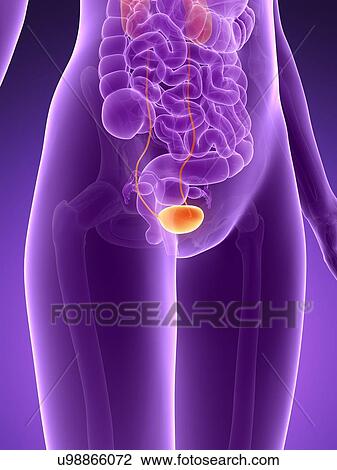 Anatomy of human bladder, illustration View Large Illustration Drawing - Anatomy of human bladder, illustration. Fotosearch