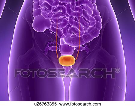 Anatomy of human bladder, illustration View Large Illustration Stock Illustration - Anatomy of human bladder, illustration. Fotosearch