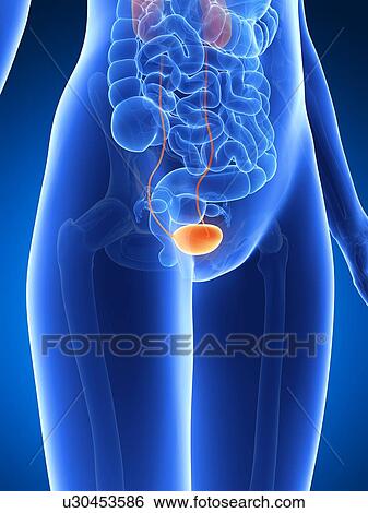 Stock Illustration - Anatomy of human bladder, illustration. Fotosearch