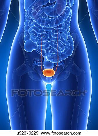 Stock Illustration - Anatomy of human bladder, illustration. Fotosearch