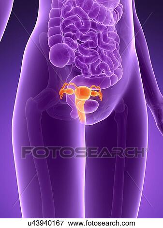 Stock Illustration - Anatomy of human uterus, illustration. Fotosearch