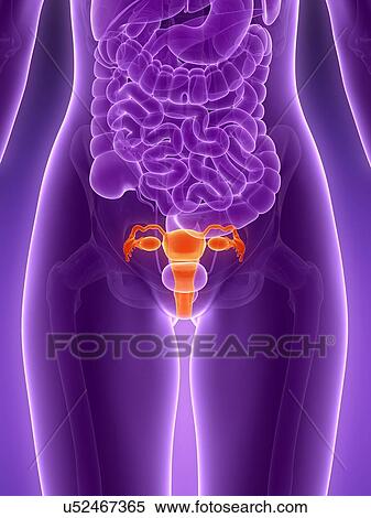 Stock Illustration - Anatomy of human uterus, illustration. Fotosearch