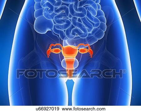 Stock Illustration - Anatomy of human uterus, illustration. Fotosearch