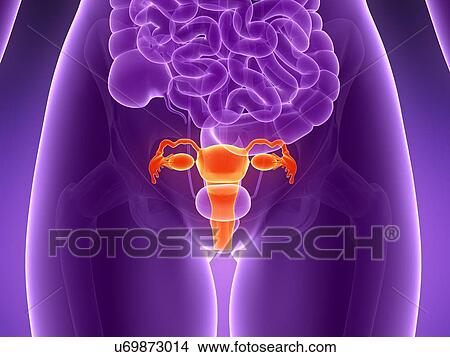Anatomy of human uterus, illustration View Large Illustration Stock Illustration - Anatomy of human uterus, illustration. Fotosearch