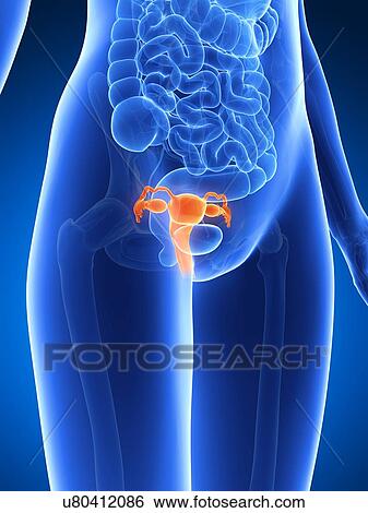 Anatomy of human uterus, illustration View Large Illustration Stock Illustration - Anatomy of human uterus, illustration. Fotosearch