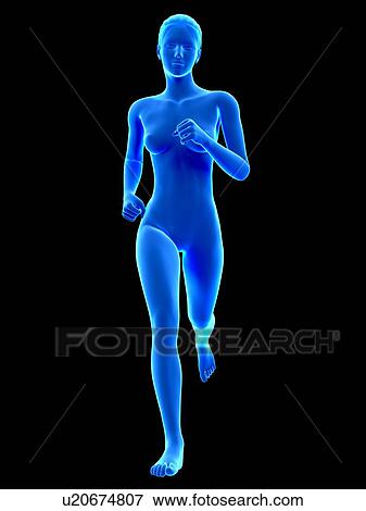 Anatomy of runner, illustration View Large Illustration Stock Illustration - Anatomy of runner, illustration. Fotosearch