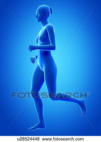 Stock Illustration - Anatomy of runner, illustration. Fotosearch