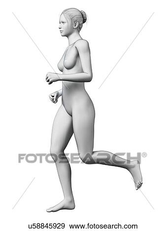 Anatomy of runner, illustration Stock Illustration ...