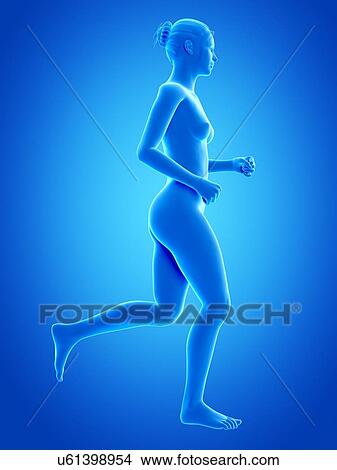 Anatomy of runner, illustration View Large Illustration Stock Illustration - Anatomy of runner, illustration. Fotosearch