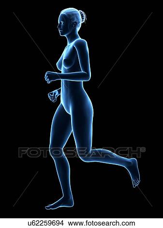 Anatomy of runner, illustration View Large Illustration Stock Illustration - Anatomy of runner, illustration. Fotosearch