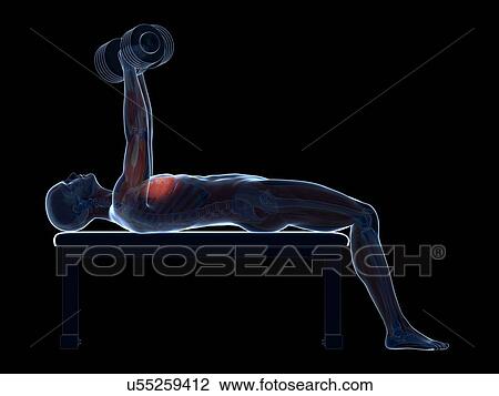 Drawing - Chest muscles of a weightlifter. Fotosearch