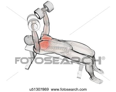 Chest muscles of a weightlifter View Large Illustration Stock Illustration - Chest muscles of a weightlifter. Fotosearch