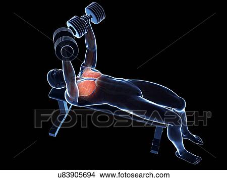 Chest muscles of a weightlifter View Large Illustration Stock Illustration - Chest muscles of a weightlifter. Fotosearch
