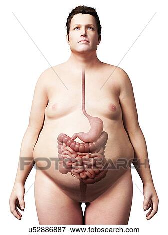 Digestive system of obese man View Large Illustration Stock Illustration - Digestive system of obese man. Fotosearch