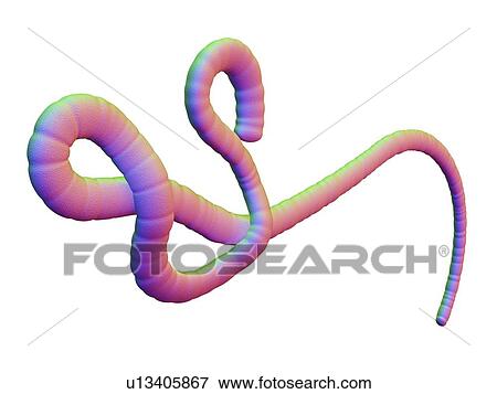 Ebola virus, artwork View Large Illustration Stock Illustration - Ebola virus, artwork. Fotosearch