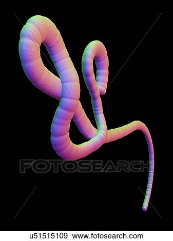 Ebola virus, artwork View Large Illustration Stock Illustration - Ebola virus, artwork. Fotosearch