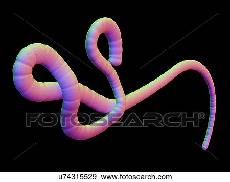 Stock Illustration - Ebola virus, artwork. Fotosearch