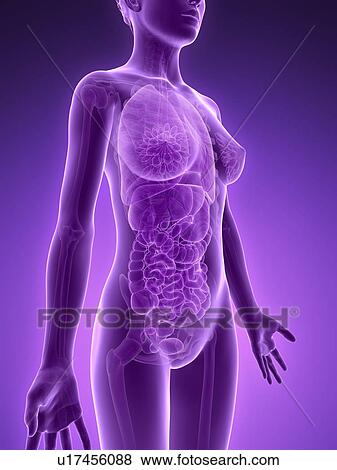 Stock Illustration - Female anatomy, illustration. Fotosearch