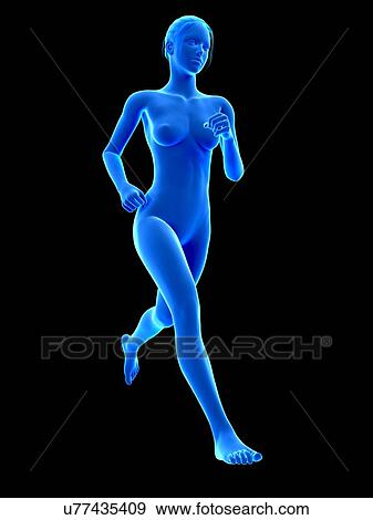 Female anatomy of a runner, illustration View Large Illustration Stock Illustration - Female anatomy of a runner, illustration. Fotosearch