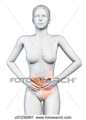 Female digestive pain, illustration View Large Illustration Clip Art - Female digestive pain, illustration. Fotosearch