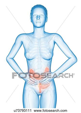 Clip Art - Female digestive pain, illustration. Fotosearch