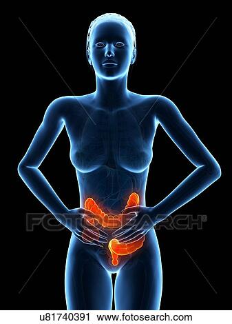 Female digestive pain, illustration View Large Illustration Clip Art - Female digestive pain, illustration. Fotosearch