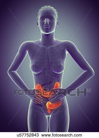 Female digestive pain, illustration View Large Illustration Drawing - Female digestive pain, illustration. Fotosearch