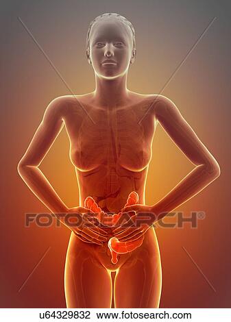 Drawing - Female digestive pain, illustration. Fotosearch
