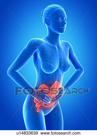 Stock Illustration - Female digestive pain, illustration. Fotosearch
