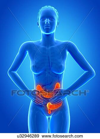 Stock Illustration - Female digestive pain, illustration. Fotosearch