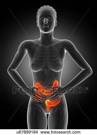 Female digestive pain, illustration View Large Illustration Stock Illustration - Female digestive pain, illustration. Fotosearch