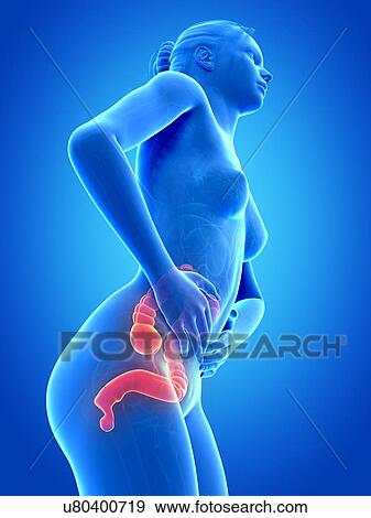 Female digestive pain, illustration View Large Illustration Stock Illustration - Female digestive pain, illustration. Fotosearch