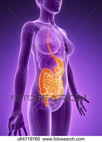 Clipart - Female digestive system, illustration. Fotosearch