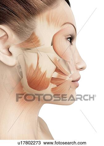 Drawing - Female facial muscles, illustration. Fotosearch