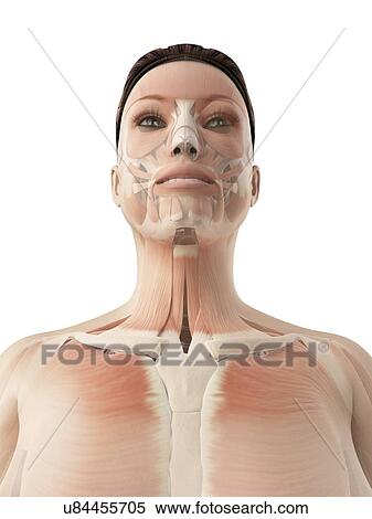 Stock Illustration - Female facial muscles, illustration. Fotosearch