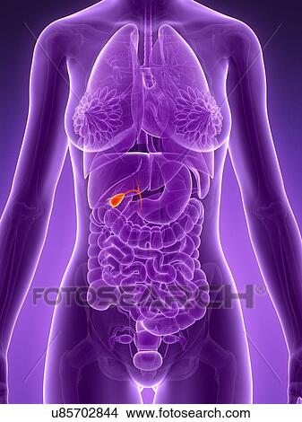 Stock Illustration - Female gallbladder, illustration. Fotosearch