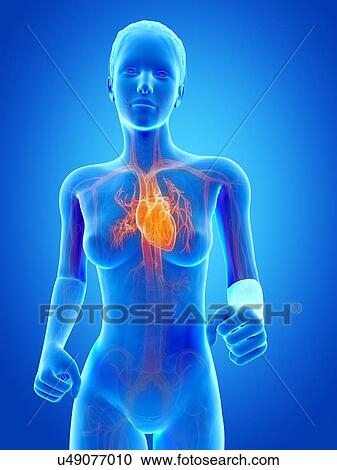 Clipart - Female heart, illustration. Fotosearch