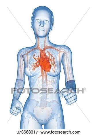 Female heart, illustration View Large Illustration Stock Illustration - Female heart, illustration. Fotosearch