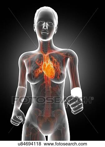 Female heart, illustration View Large Illustration Stock Illustration - Female heart, illustration. Fotosearch