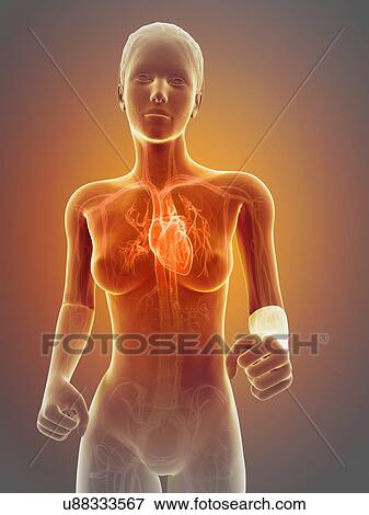 Female heart, illustration View Large Illustration Stock Illustration - Female heart, illustration. Fotosearch