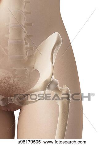 Female hip bone, illustration View Large Illustration Stock Illustration - Female hip bone, illustration. Fotosearch