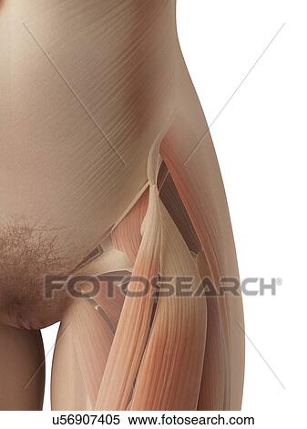 Stock Illustration - Female hip muscles, illustration. Fotosearch