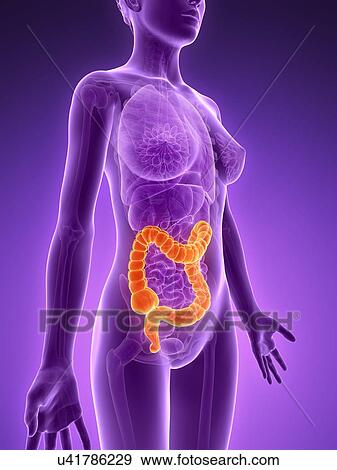 Stock Illustration - Female large intestine, illustration. Fotosearch