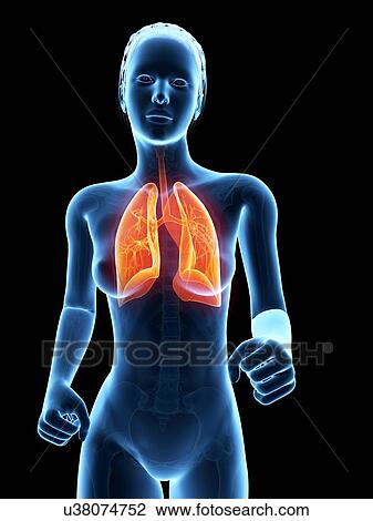 Female lungs, illustration View Large Illustration Drawing - Female lungs, illustration. Fotosearch