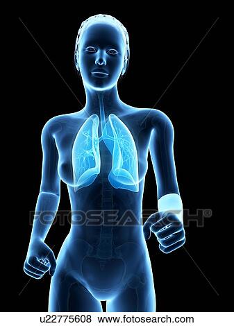 Female lungs, illustration View Large Illustration Stock Illustration - Female lungs, illustration. Fotosearch