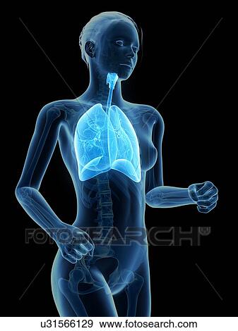 Stock Illustration - Female lungs, illustration. Fotosearch