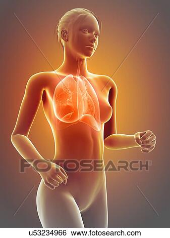 Female lungs, illustration View Large Illustration Stock Illustration - Female lungs, illustration. Fotosearch