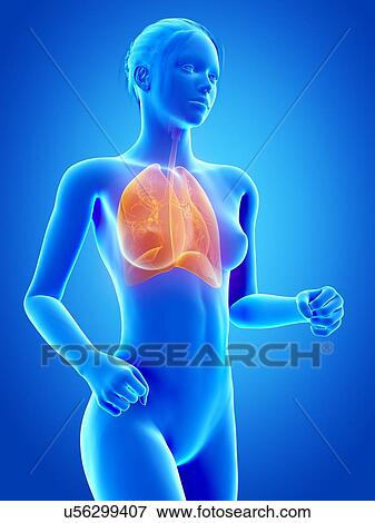 Female lungs, illustration View Large Illustration Stock Illustration - Female lungs, illustration. Fotosearch
