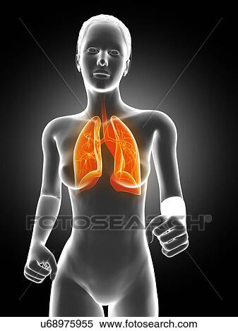 Female lungs, illustration View Large Illustration Stock Illustration - Female lungs, illustration. Fotosearch