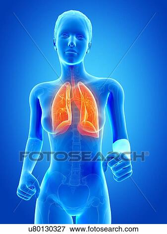 Stock Illustration - Female lungs, illustration. Fotosearch